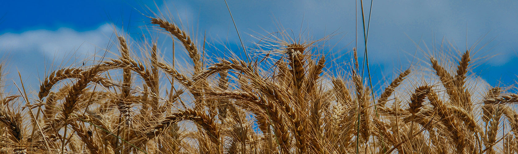 Infopoint Lunchtime Conference: Food Fortification