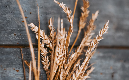 Transforming Food Systems and Investing in Nutrition for Growth - Staple Food Fortification and the Role of the Private Sector - Vimarsana News