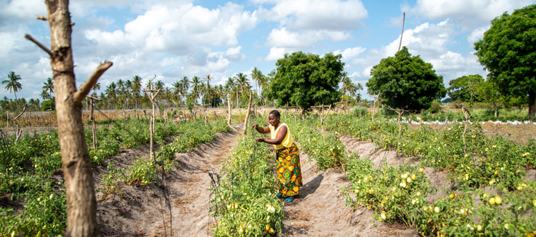 A female farmer sorting tomatoes in her farm 