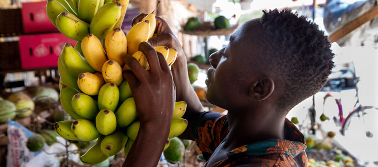 A man picking ripe bananas from a stalk in the market