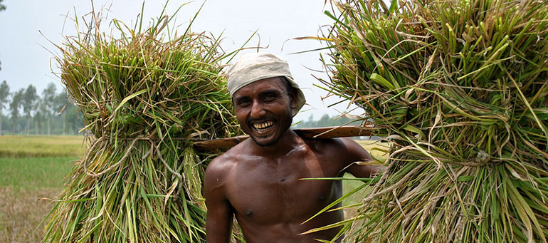 Bangladeshi man harvesting
