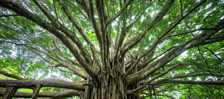 Banyan tree