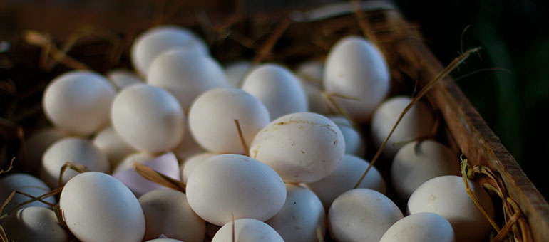 Eggs in a box in Sri Lanka