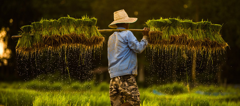 Farmer carrying rice