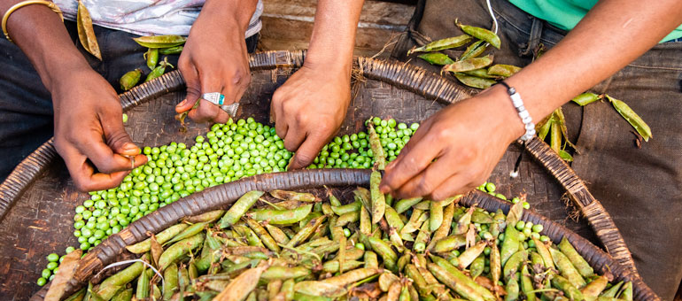 Four hands sorting out peas in baskets