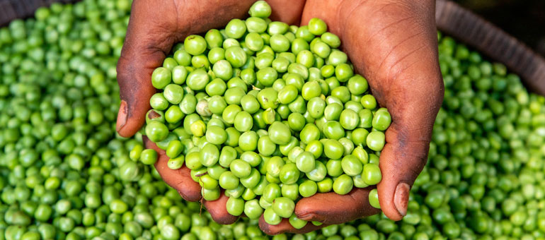 Hands holding peas