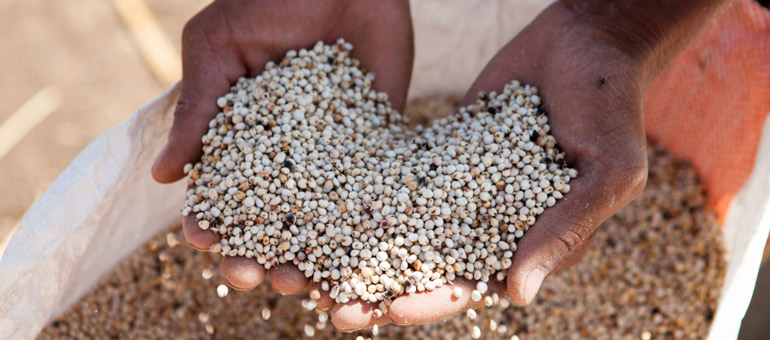 Hands picking sorghum from bowl