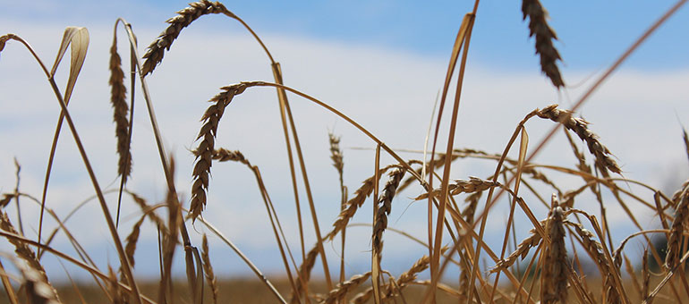 Heads of wheat in a field with blue sky