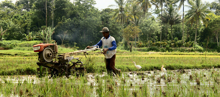 Man working in Indonesia with two birds on the side