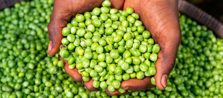 Man hands holding peas from a basket