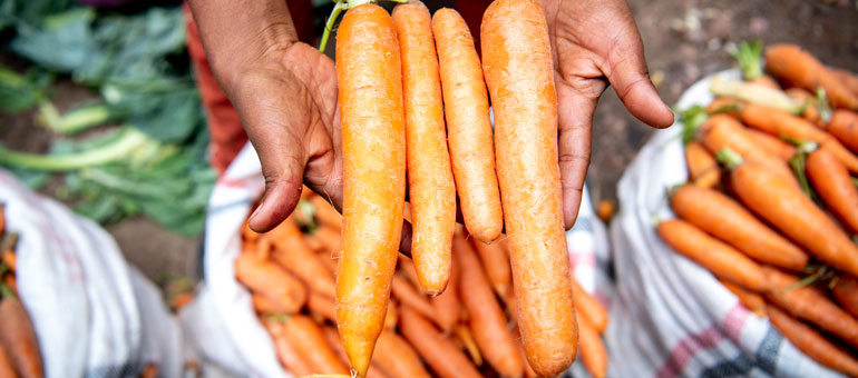 Man holding carrots in his hands and showing to camera