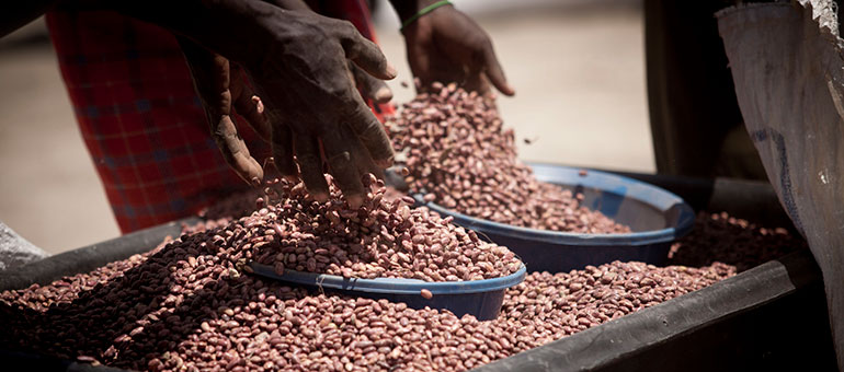 Mixing beans in Kenya