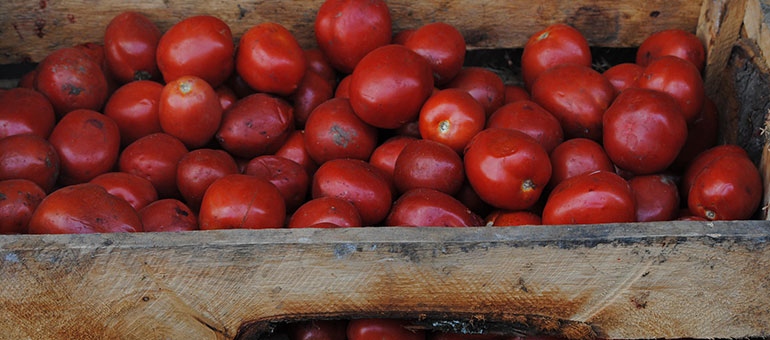 Red tomatoes