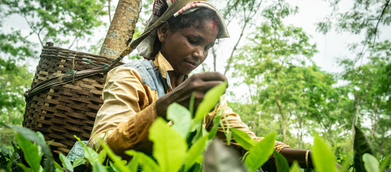 Tea worker in the field with basket on her shoulder