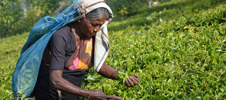 Tea worker picking leaves in Sri Lanka
