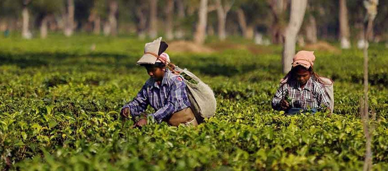 Two women working in the tea field