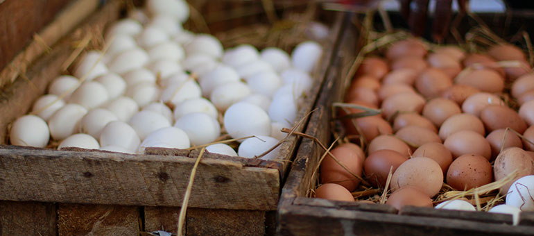 White and brown eggs