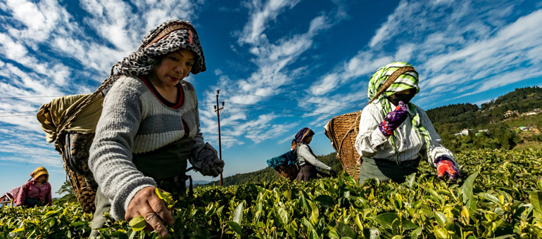 Workers in tea field