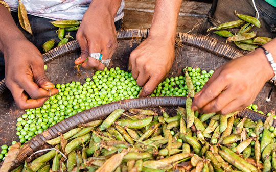 The UN Food Systems Summit: Changing the Food Landscape for Good on 23rd September? - Vimarsana News