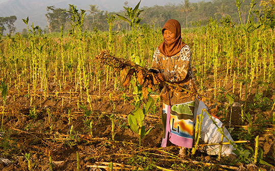 GAIN Interview Cruncher - How climate change threatens nutrition and food security - Vimarsana News