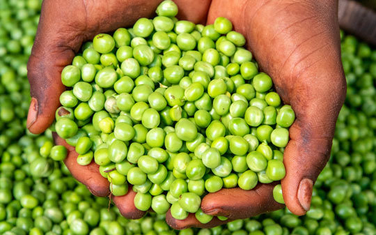 Man hands holding peas from a basket