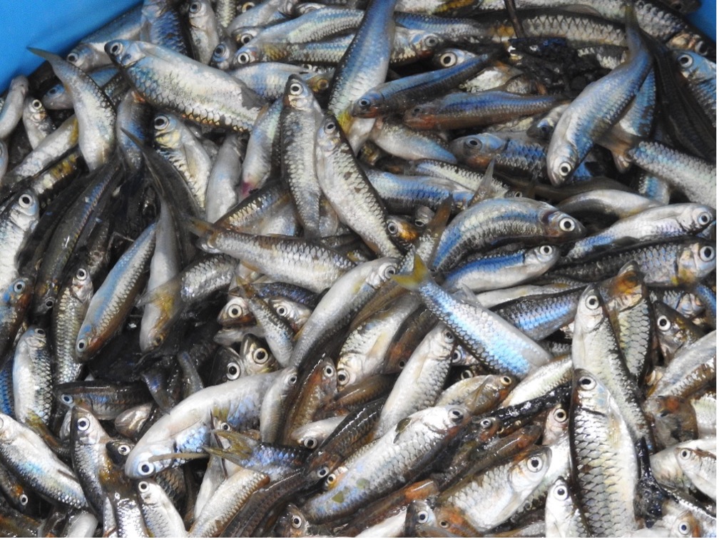 Advancing small fish production in Indonesia: Increasing protein and reduce waste