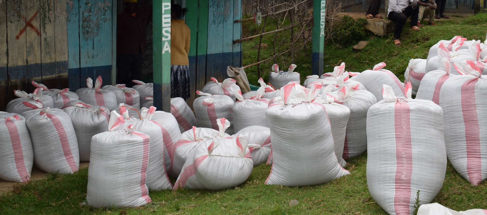 High iron beans in sacks