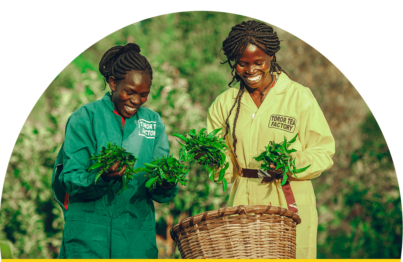 Tea Farming in Kenya