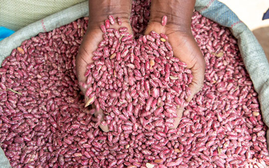 Hands holding biofortified beans out of a bag