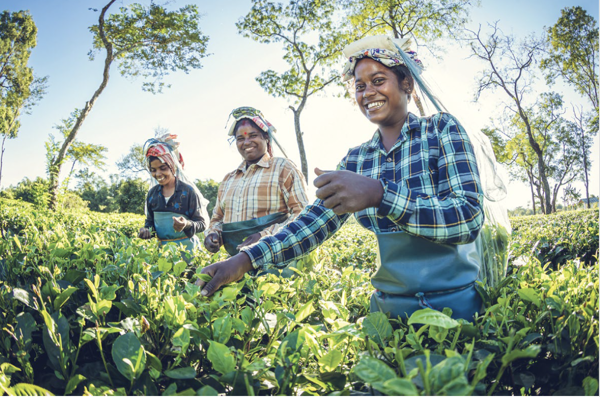 Territorial Governance and Food Markets for Sustainable Food Systems