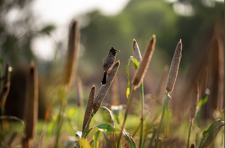 Quantifying The Environmental Impacts of Food A Review of True Cost Accounting Methods