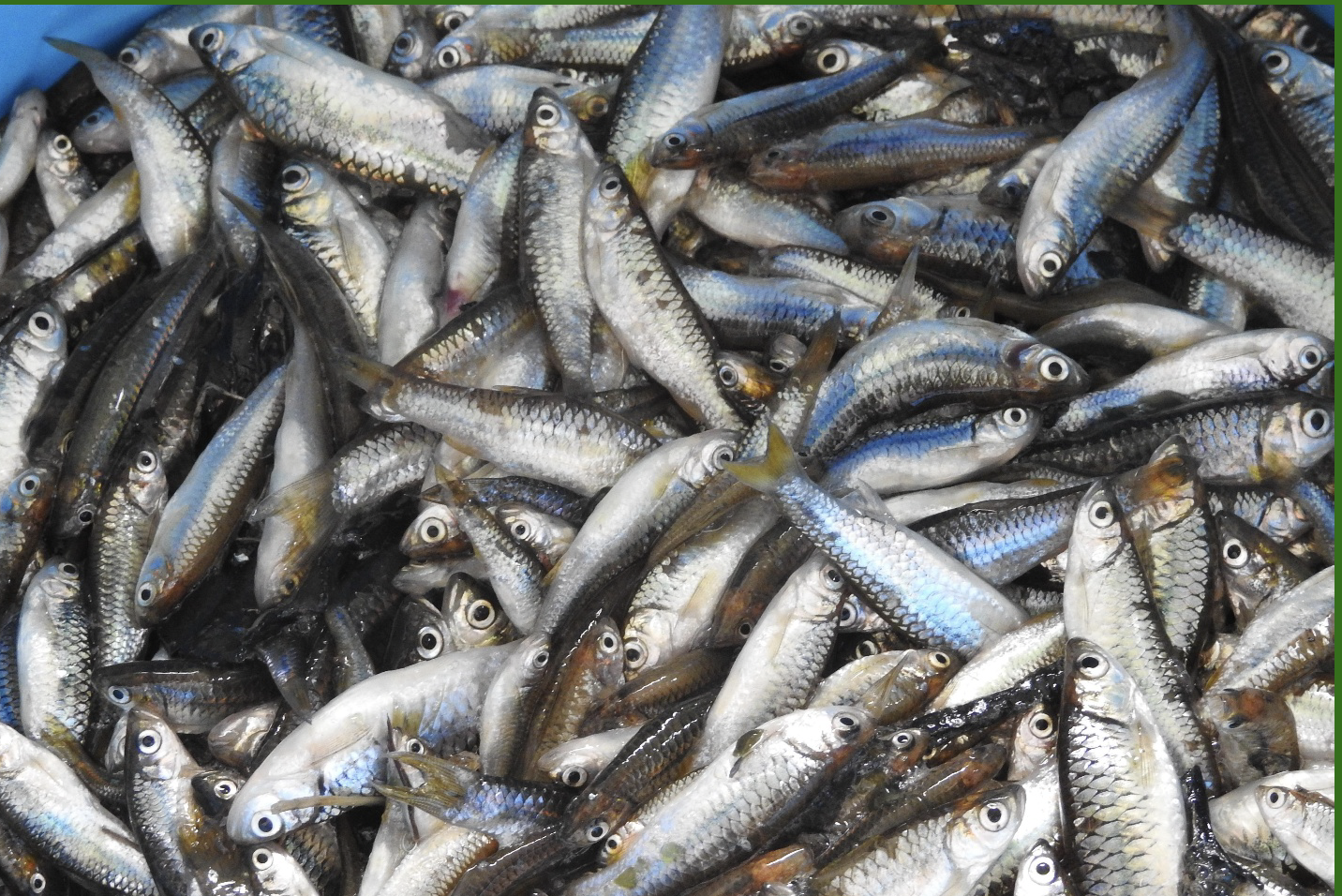GAIN Working Paper n°61: Small fish: An Untapped Opportunity for Improving Nutrition