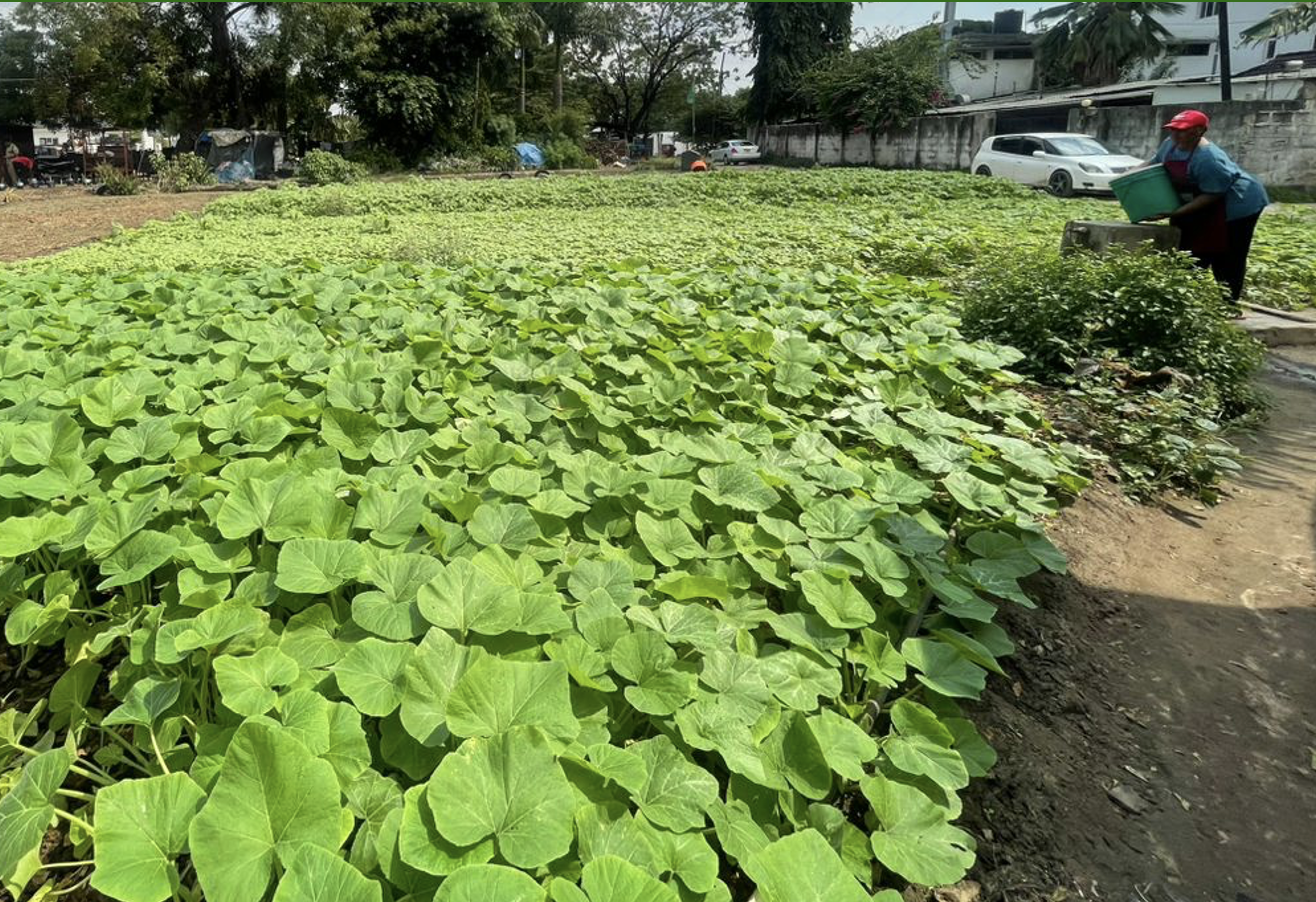 GAIN Working Paper n°65: Cities Accelerating Transitions to Regenerative Food Systems