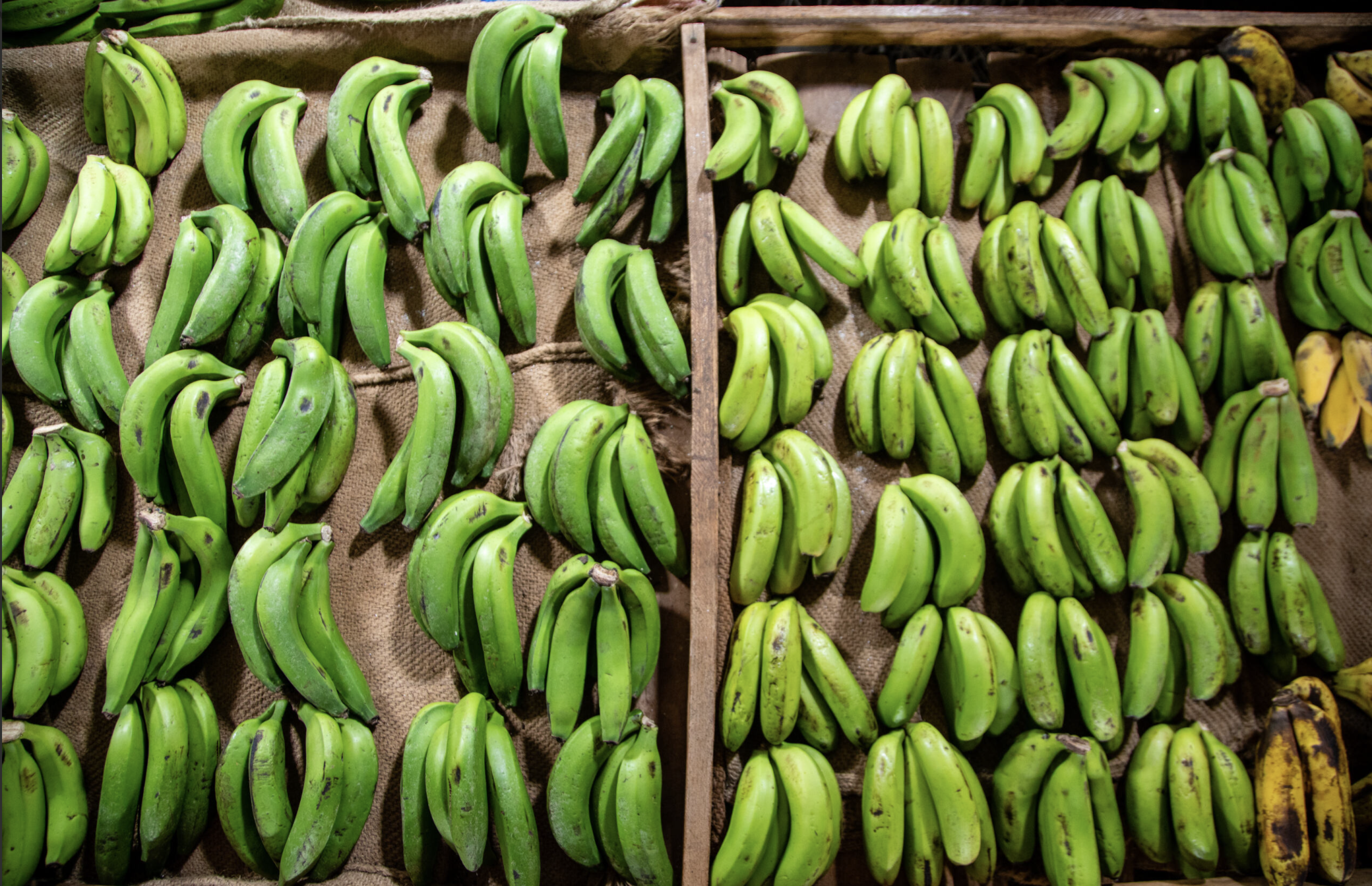 I-CAN Policy Brief: Building Systems For Climate–Nutrition Integration In Uganda