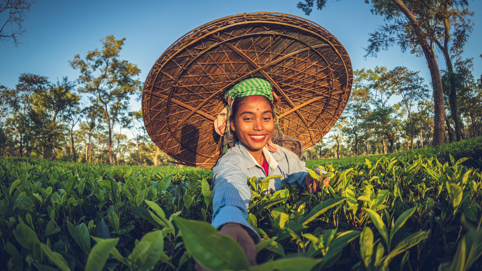 Healthy Diets for Tea Communities - Global Programme Results