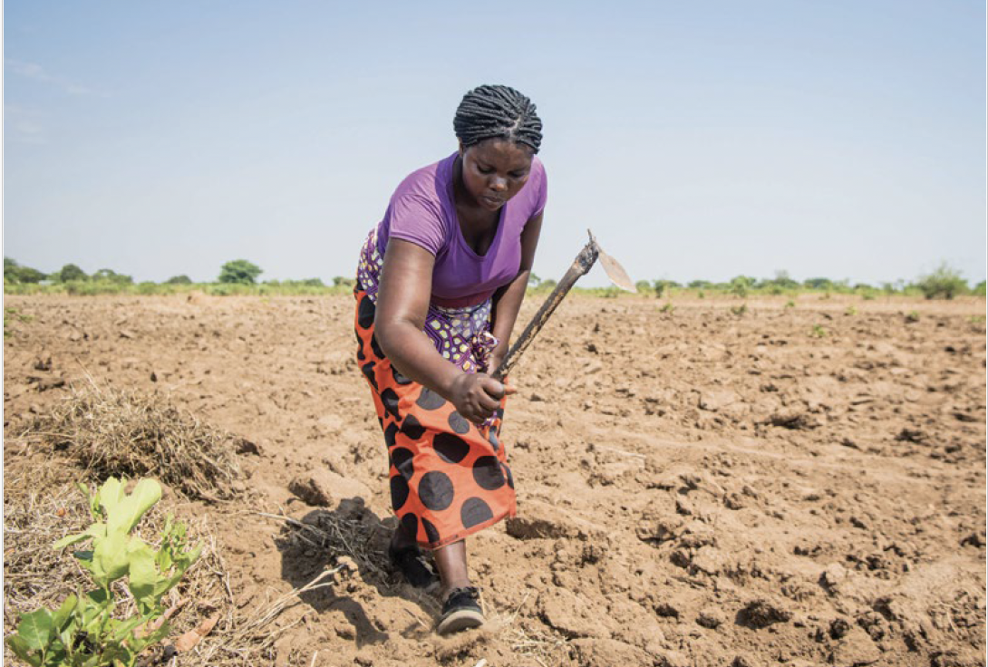 Food Systems Countdown Initiative Country Policy Brief Zambia