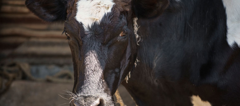 A close up picture of a cow