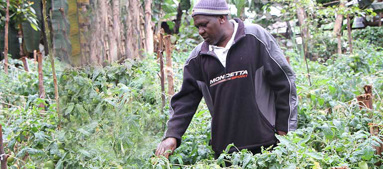 Joseph Mbatia in his tomatoes garden