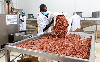 a factory worker with a mask pouring beans into a tray