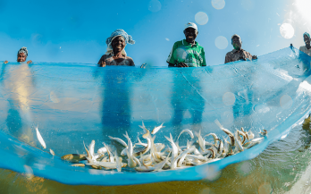 people with a fish net