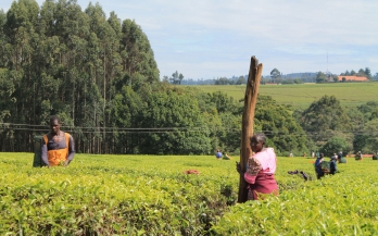 Tea workers in Kenya