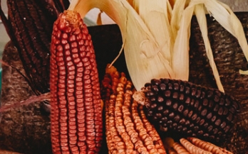 Different colors corn