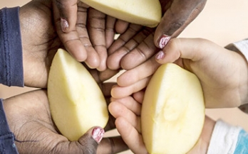 Kids hands holding apple slices Kids hands holding apple slices