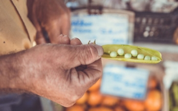 Man showing open pea Man showing open pea