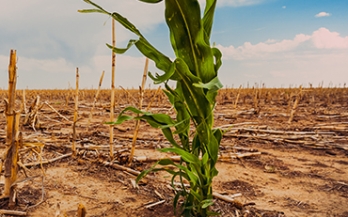 a single green crop in a barren field