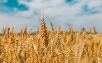 Wheat field in daylight