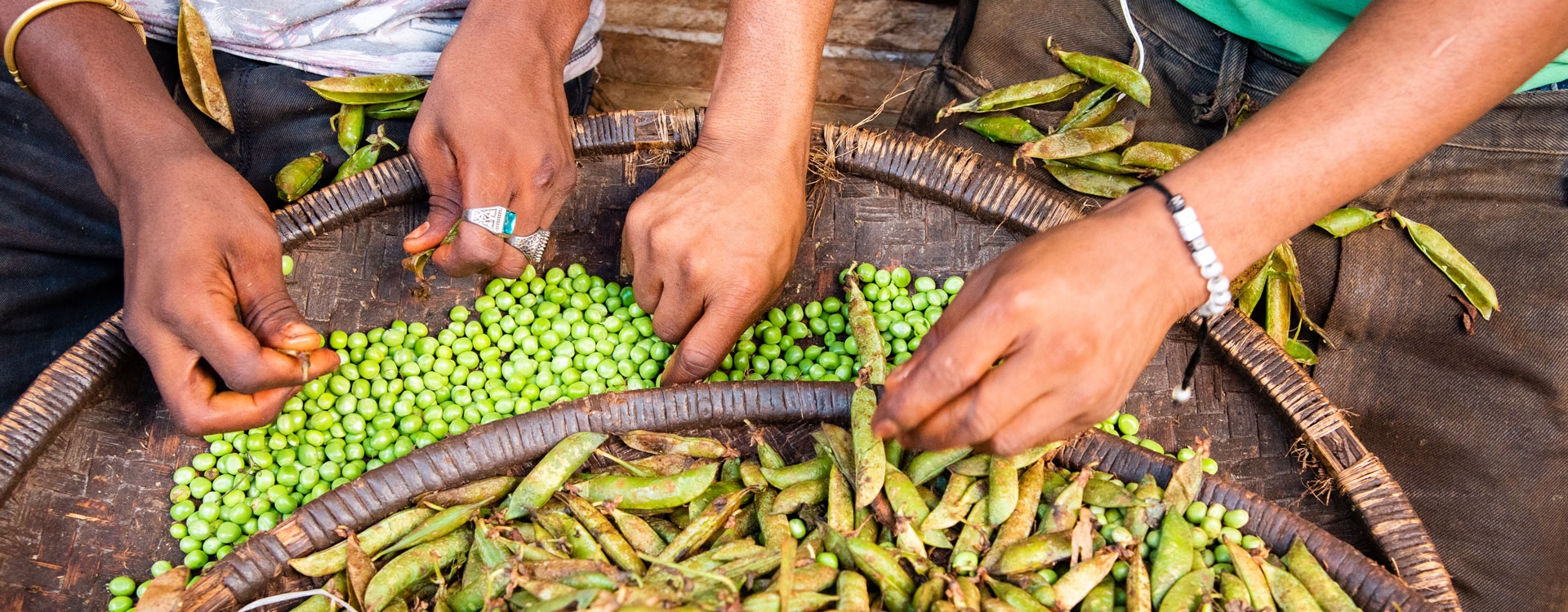 Four hands sorting peas in baskets 