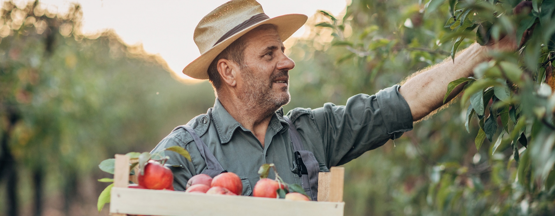White man wearing a hat and jeans shirt picking apples from tree