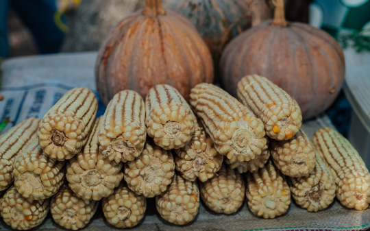 Corn-pumpkin-banner