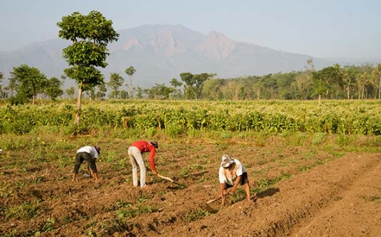 Why climate change is also a nutrition crisis: Key insights from a study in Indonesia 
